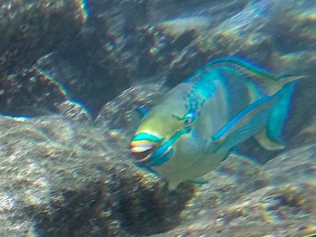 Queen Parrotfish (24