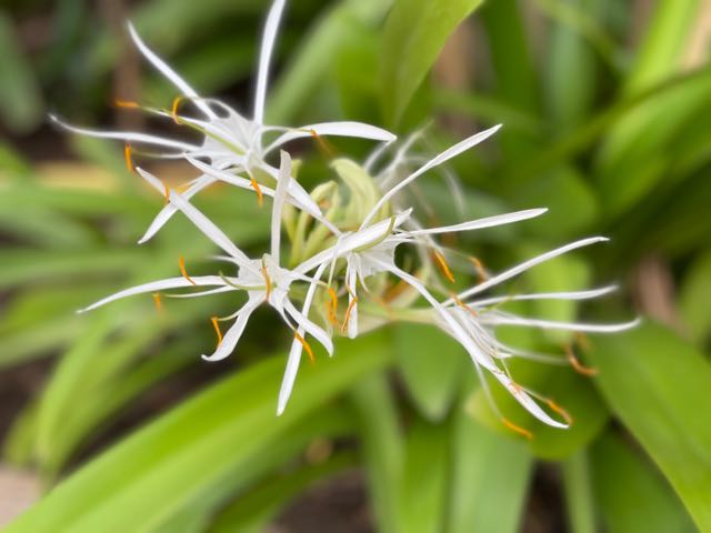 Beach Spider Lily