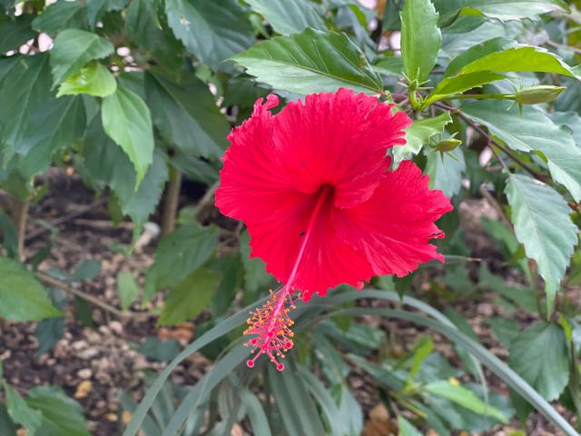 Chinese Hibiscus