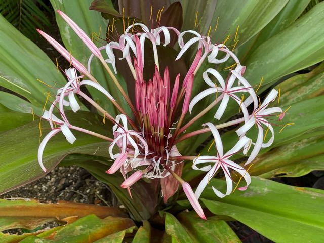 Giant Crinum Lily