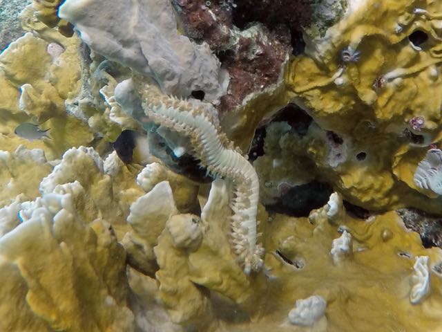 Bearded Fireworm (4
