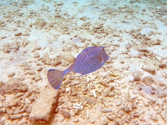 Honeycomb Cowfish (12