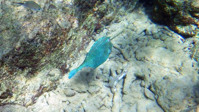 Honeycomb Cowfish (20