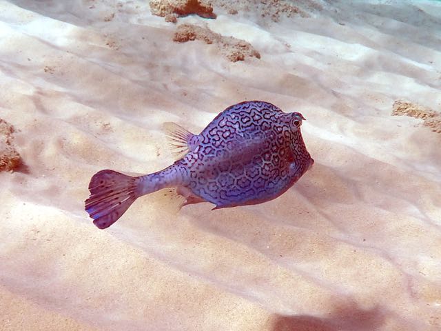Honeycome Cowfish (18