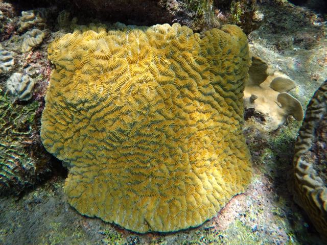 Knobby Brain Coral