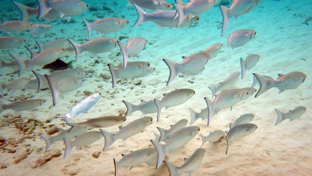 Ladyfish (18