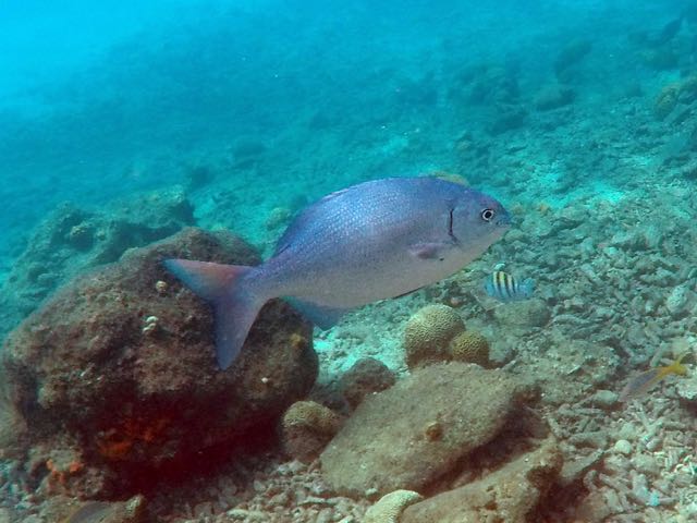 Bermuda Chub