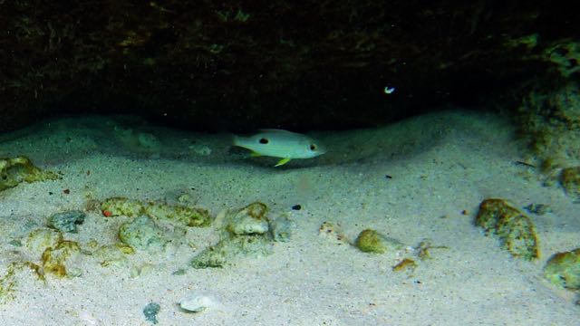 Lane Snapper (10