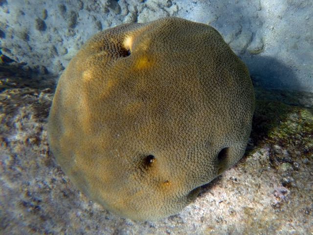 Lobed Star Coral