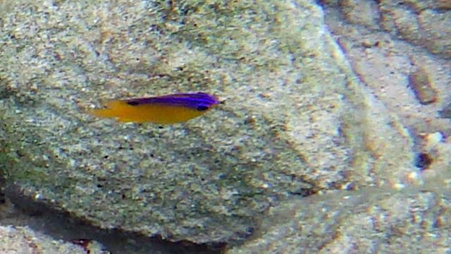 Beugregory Juvenile (1