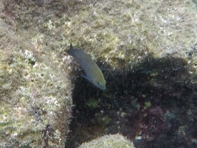 Longfin Damselfish (4