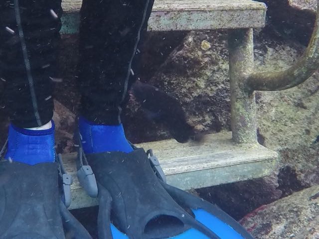 Longfin Damselfish attacking Sharon's leg