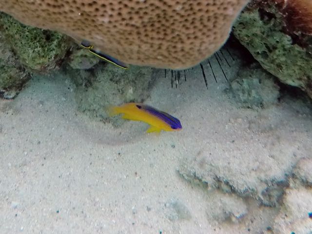 Longfin Damselfish Juvenile (1