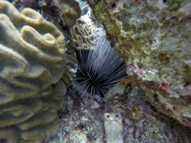 Longspine Urchin