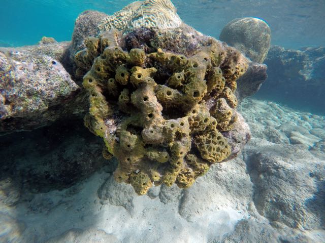 Lumpy Overgrowing Sponge
