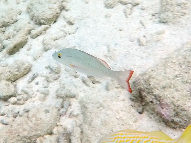 Mahogany Snapper (8