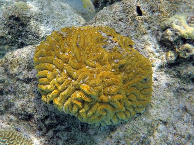 Maze Braincoral (18