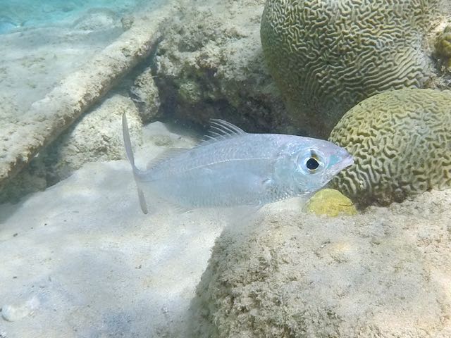 Mottled Mojarra (6