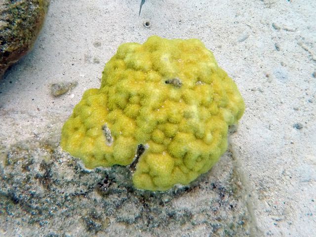 Mustard Hill Coral