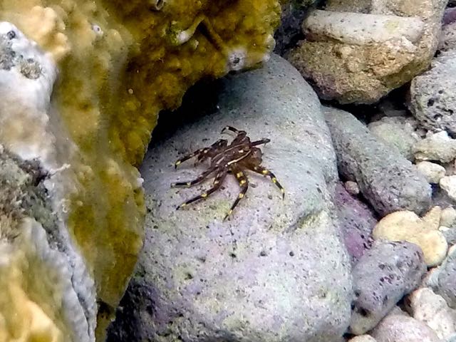 Nimble Spray Crab