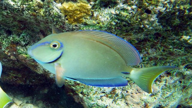 Ocean Surgionfish (8