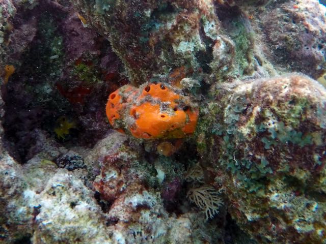 Orange Ball Sponge