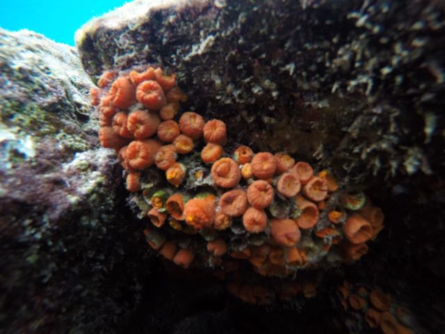 Orange Cup Coral