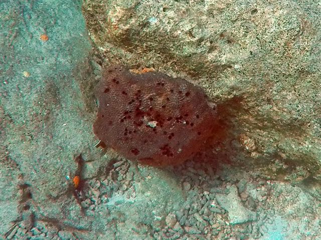 Black Ball Sponge