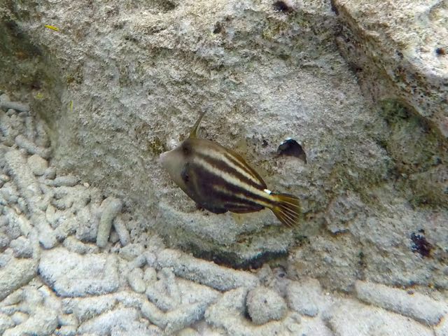 Orange spotted Filefish (8