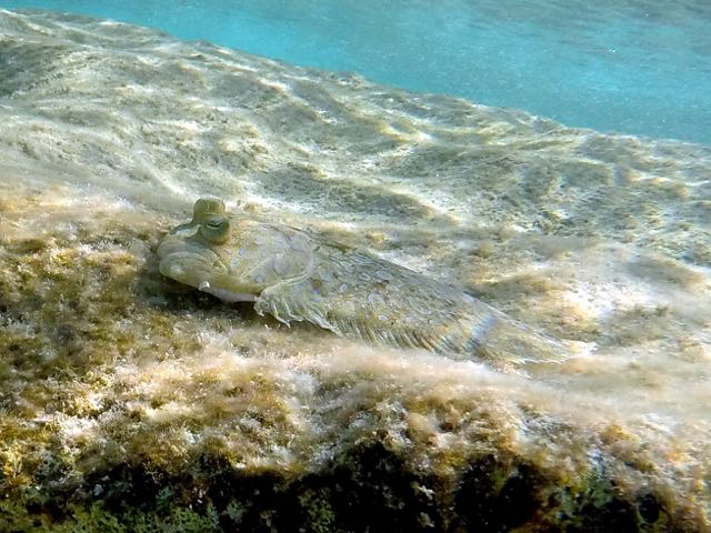 Peacock Flounder (12