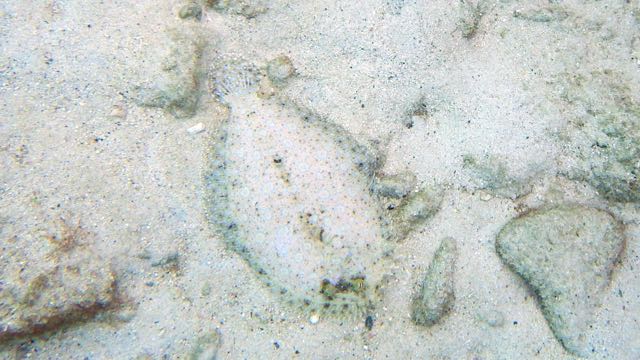 Peacock Flounder (12