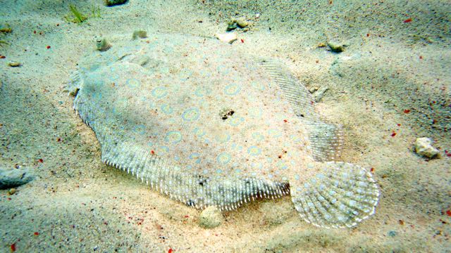 Peakock Flounder (12