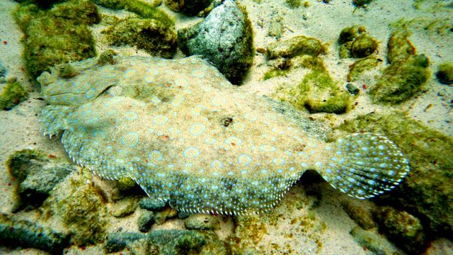 Peakock Flounder (12