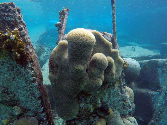 Pillar Coral