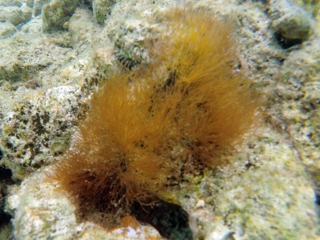 Pink Bush Alga