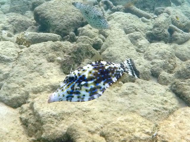 Planehead Filefish (8