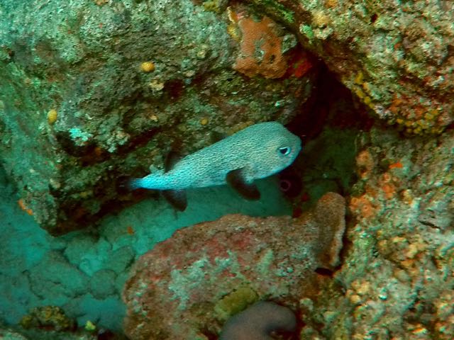Porcupineefish (15