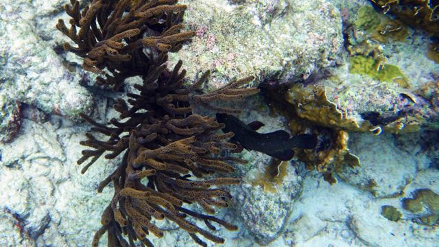 Porous Sea Rod Coral