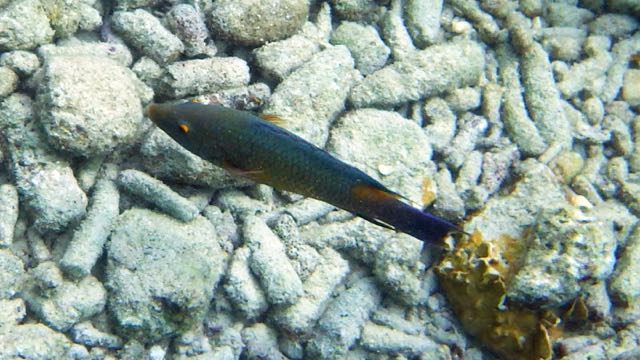 Princess Parrotfish ? (10