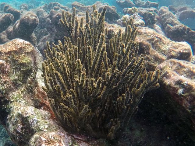 Black Searod Coral