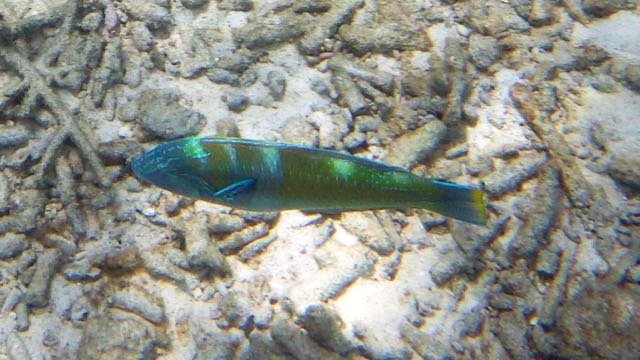 Puddingwife (10