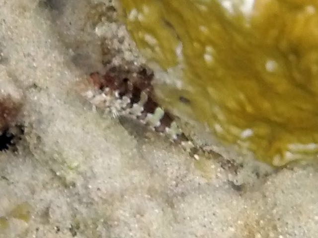 Puffcheek Blenny ? (2