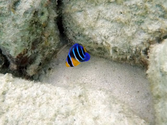 Queen Angelfish Baby (1/2