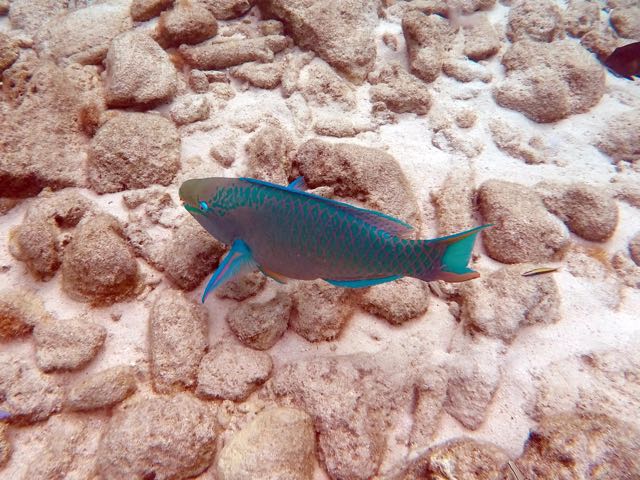 Queen Parrotfish (16