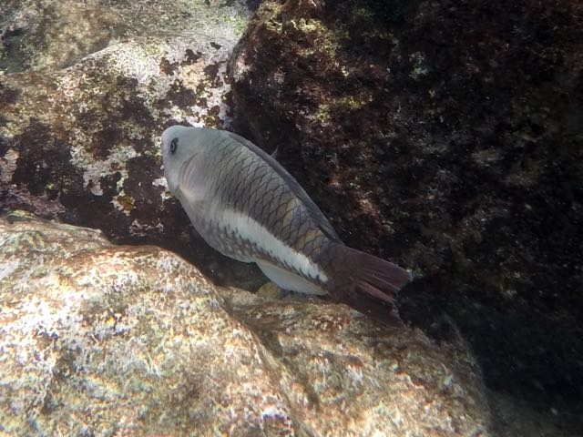 Queen Parrotfish Juvenile (8