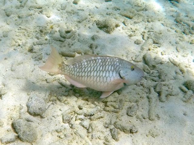 Rainbow Parrotfish Initial phase (12