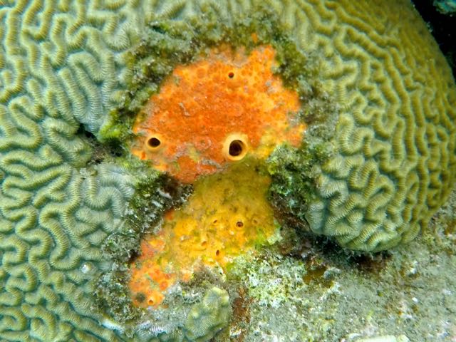 Red Encrusting Sponge