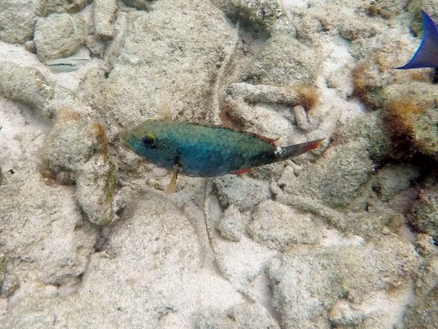 Redband Parrotfish (10