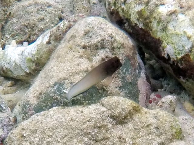 Redlip Blenny (2