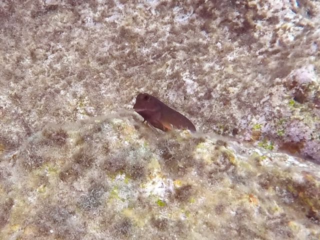 Redlip Blenny (3